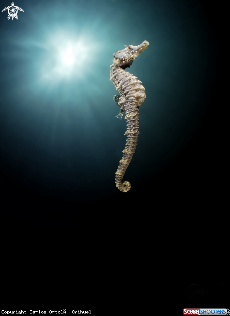 A Hippocampus hippocampus