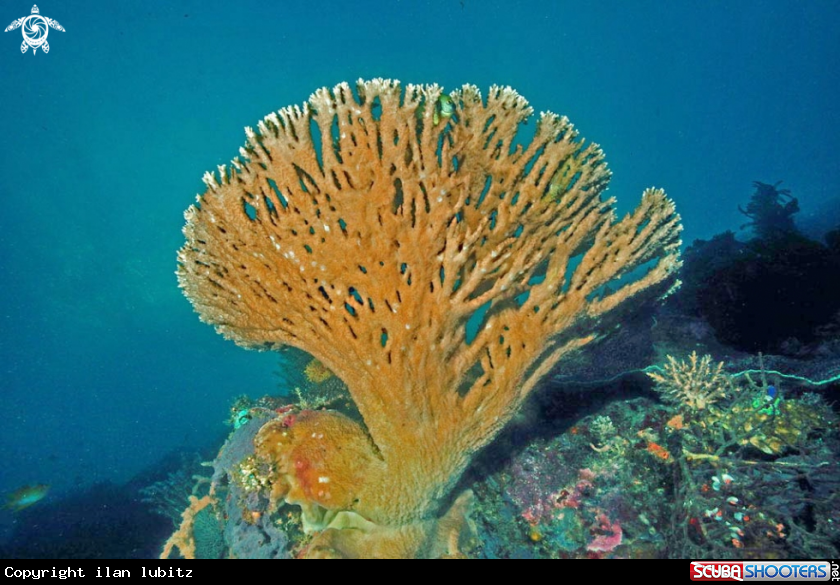 A stony coral