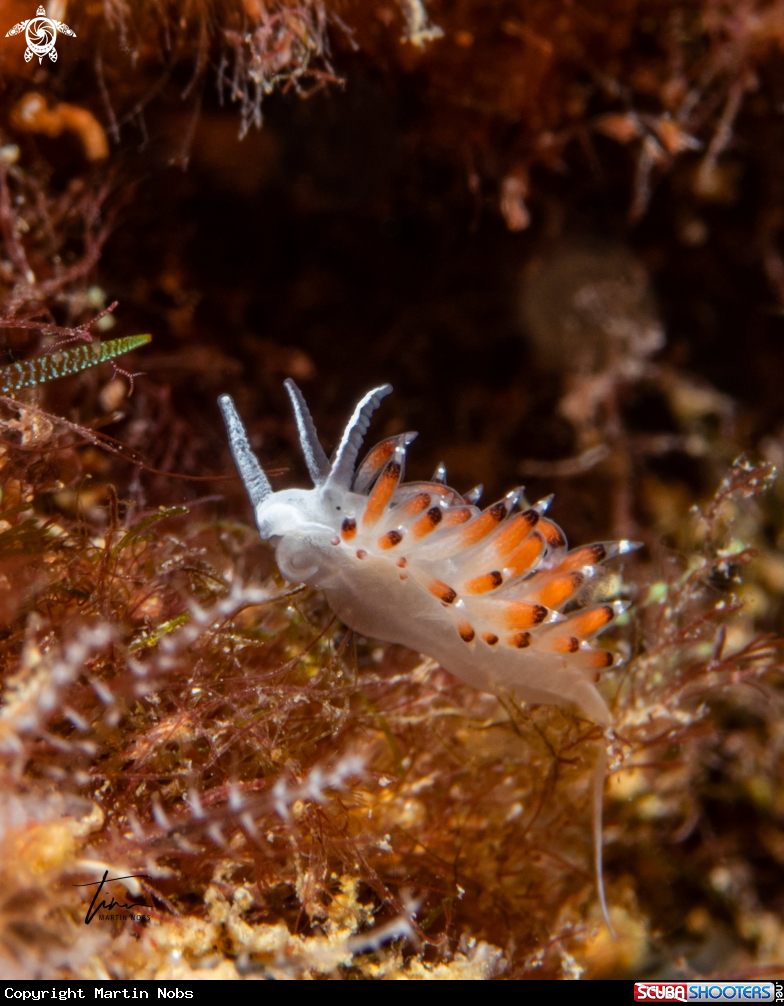 A Caloria elegans