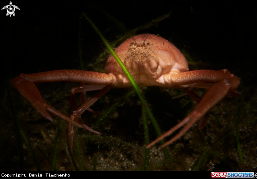 A CRAB