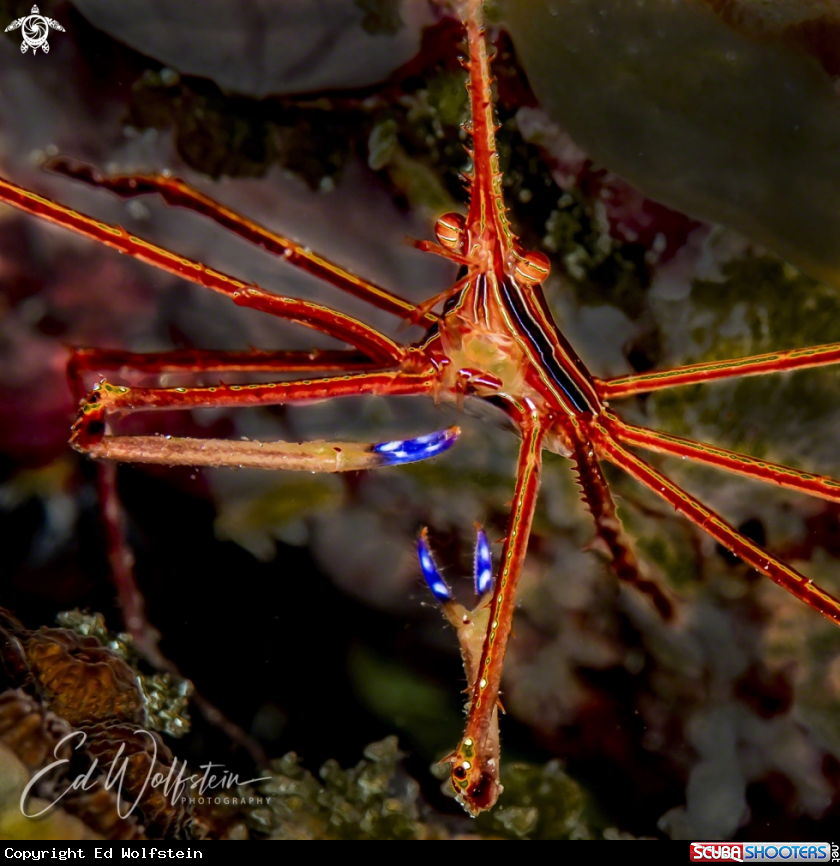 A Arrow Crab