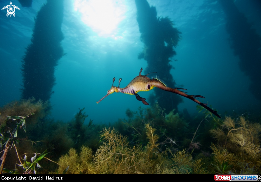 A Weedy Seadragon