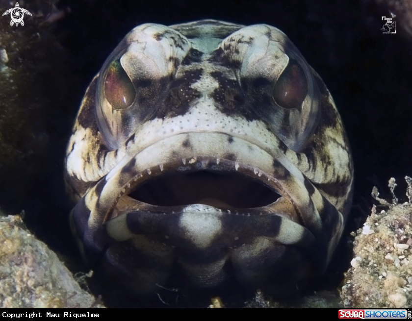 A Mottled Jawfish