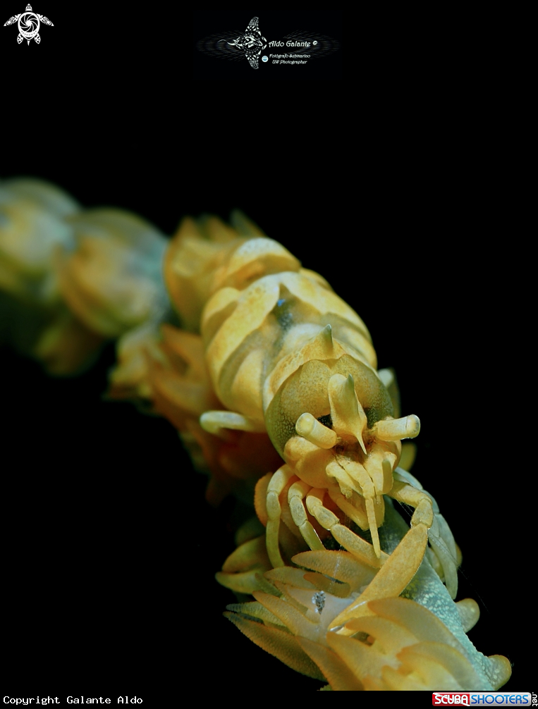 A Whip Gorgonian Shrimp