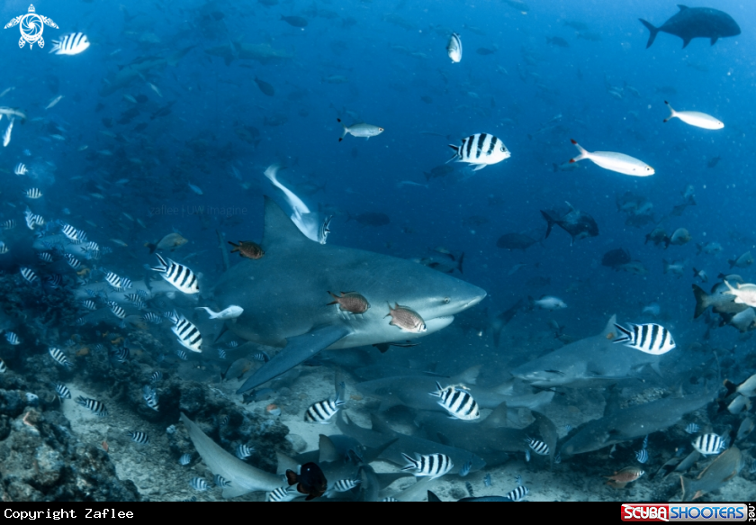 A Bull shark 