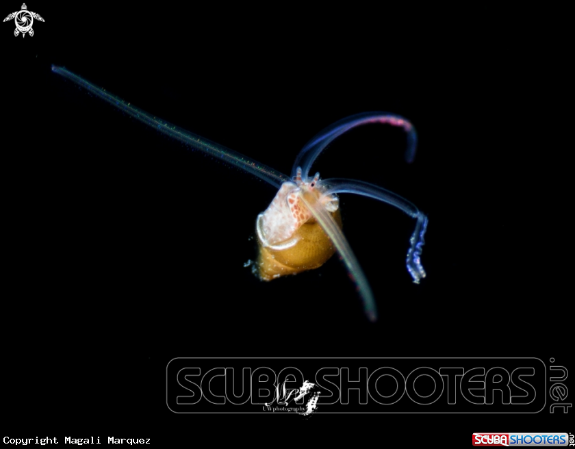 A Veliger larva 