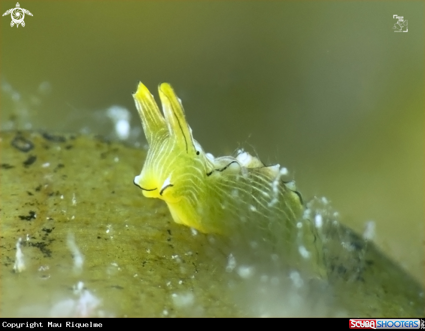 A Juvenile Lined Elysia
