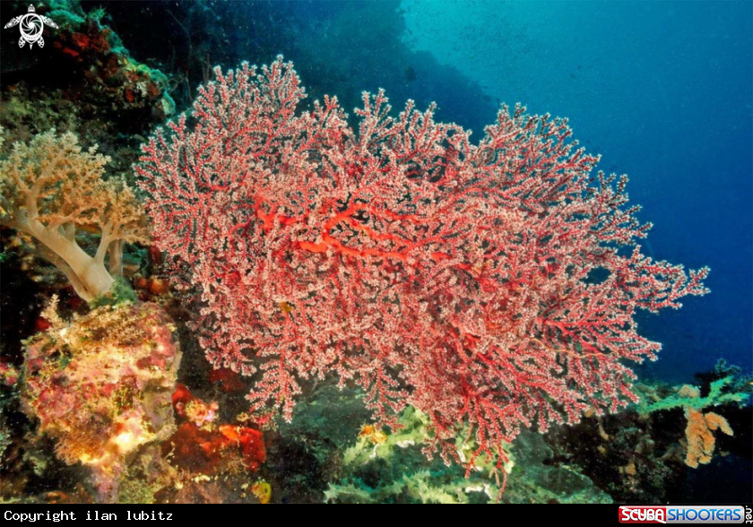 A soft corals