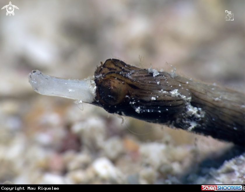 A Whitenose Pipefish
