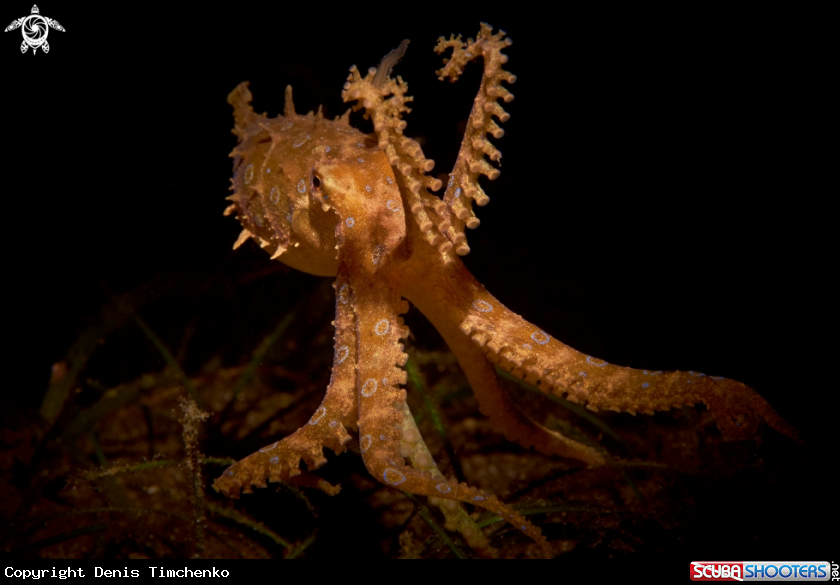 A Greater blue-ringed octopus 
