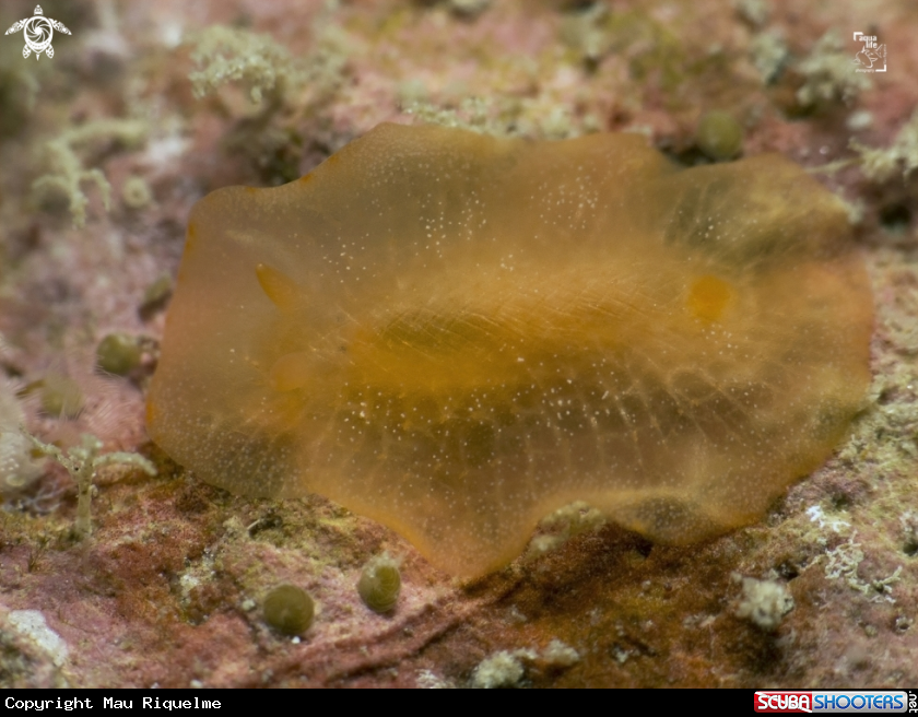 A Dorid Nudibranch