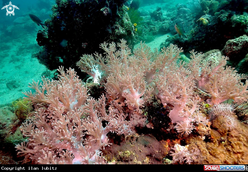 A soft corals