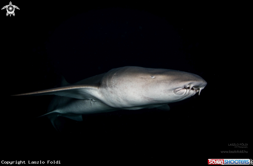 A Nurse Shark 