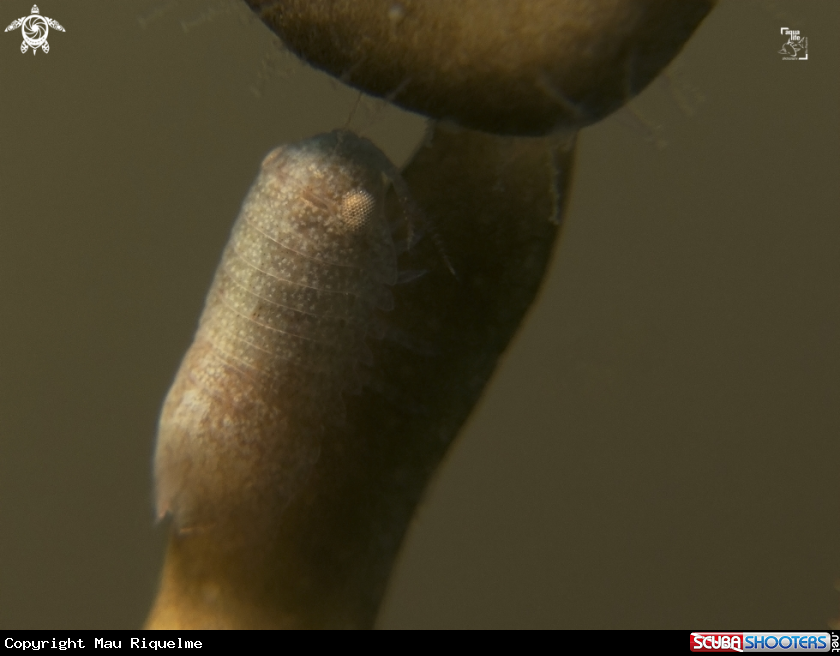 A Isopod