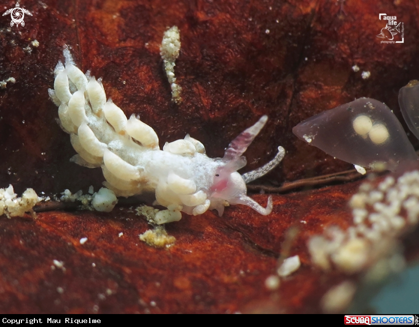 A Tenillia sp.