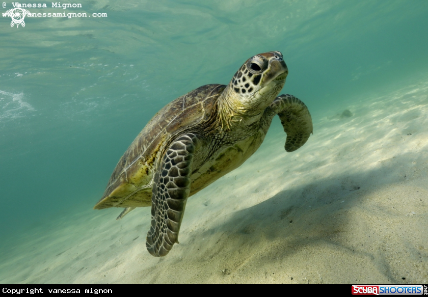 A Green turtle