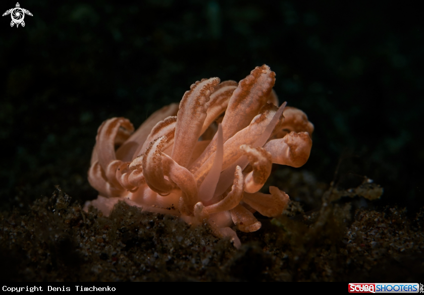 A NUDIBRANCH