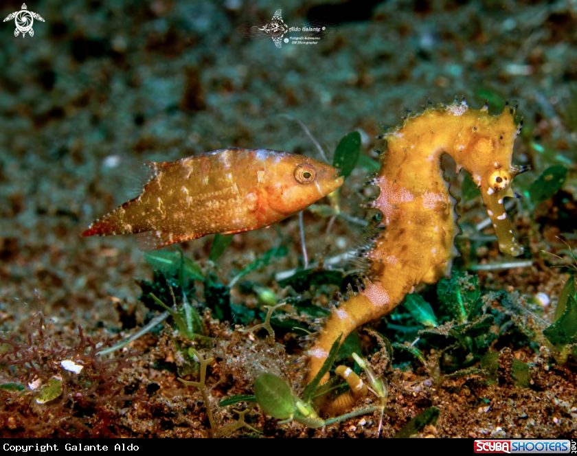 A Thorny Seahorse