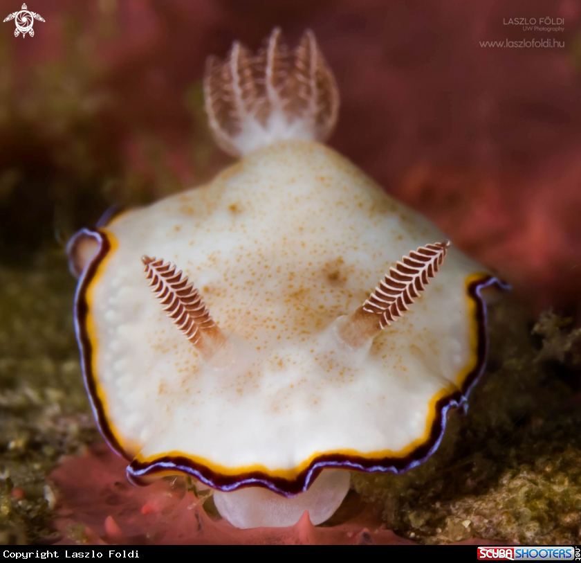 A Nudibranch