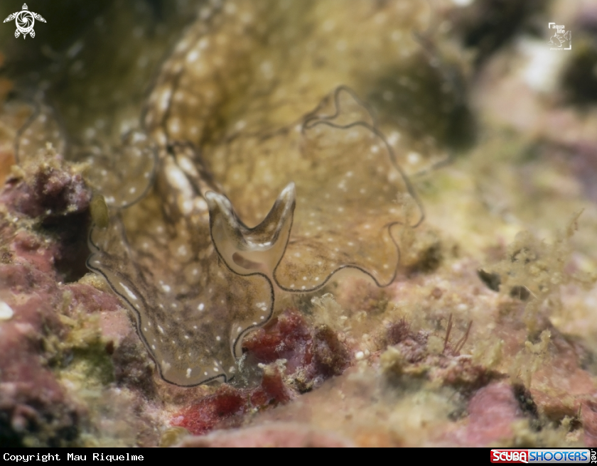 A Reticulated Flatworm