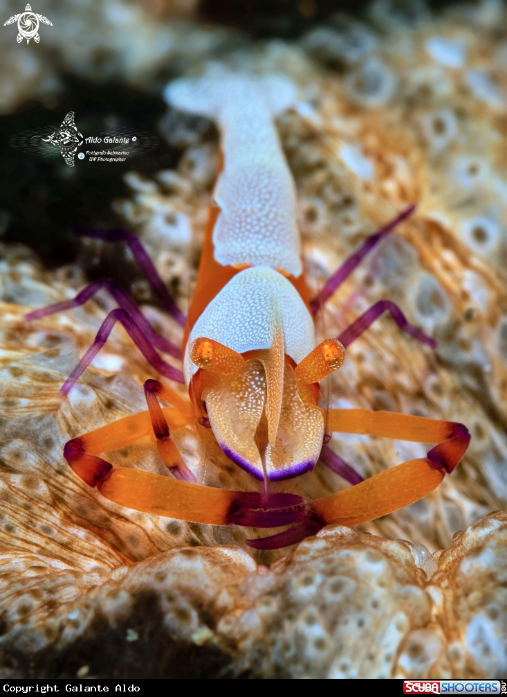 A Emperor Shrimp