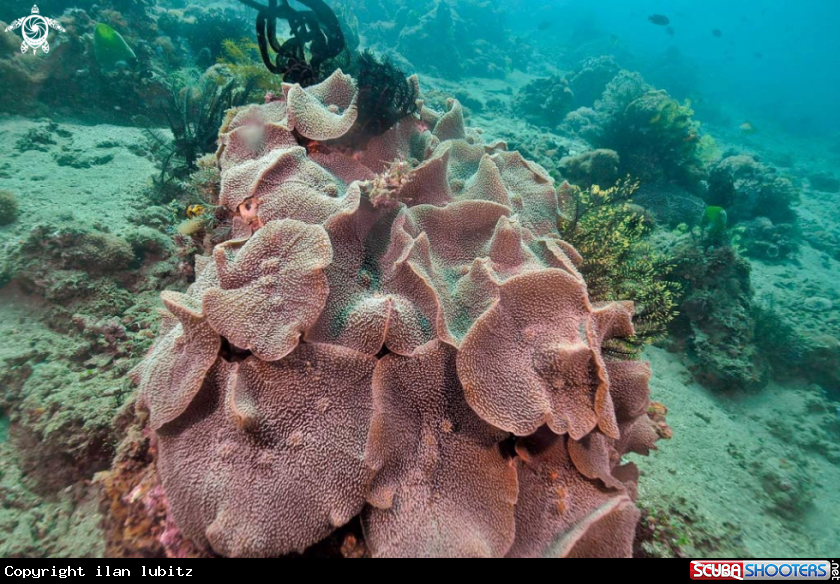 A stony coral