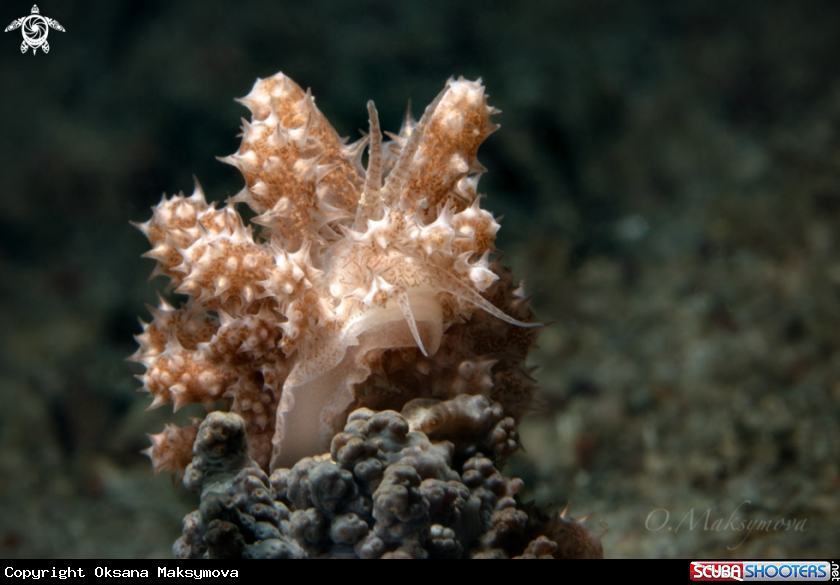 A Nudibranch Phyllodesmium koehleri 