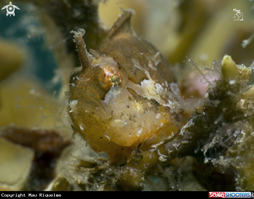 A Sargassumfish