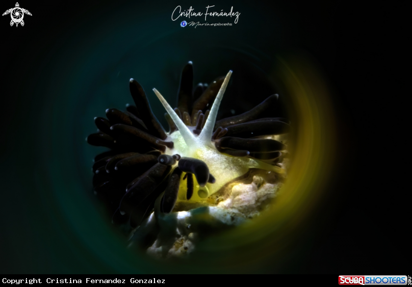 A Nudibranch