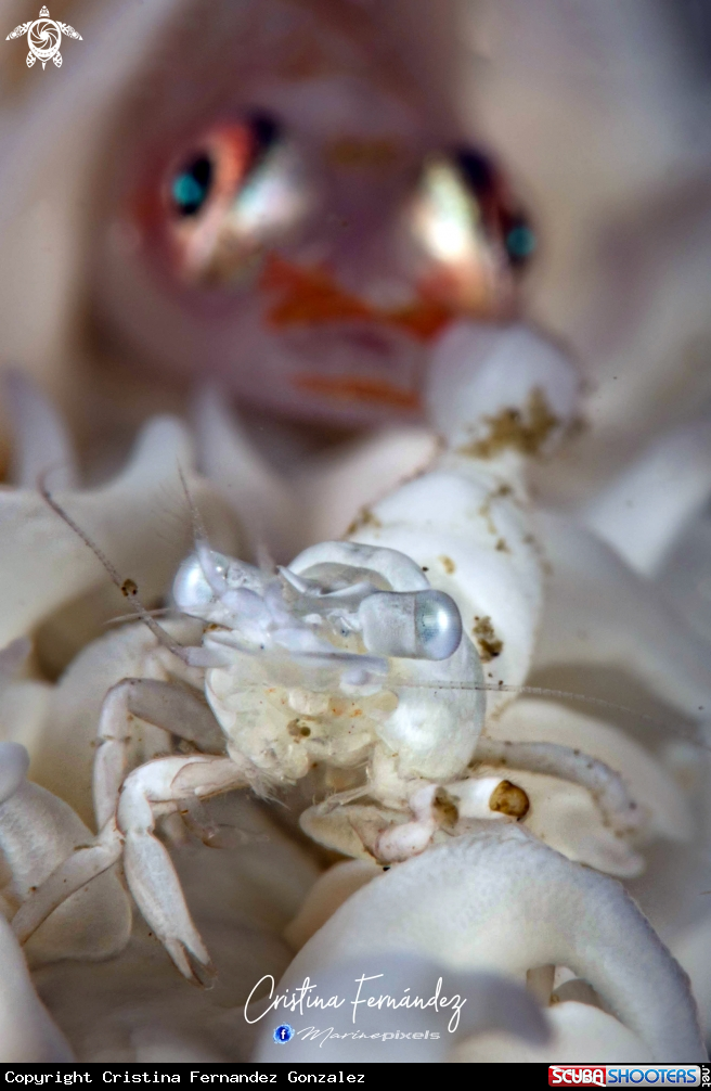 A Coral whip dwellers