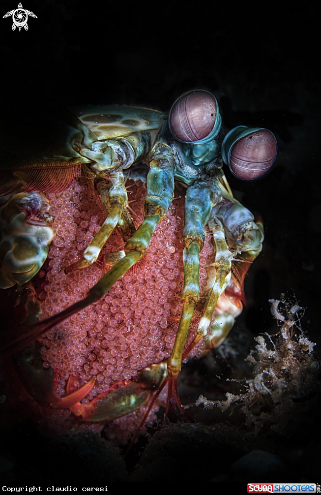 A manthis shrimp