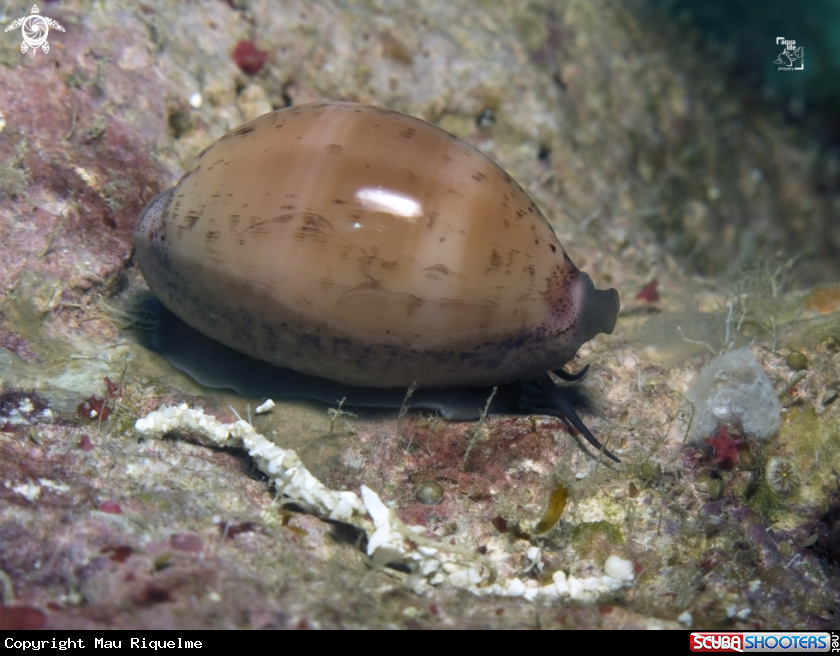 A Atlantic Gray Cowry