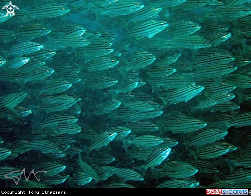 A Eastern Striped Trumpeter