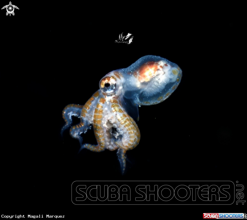 A Larval octopus 