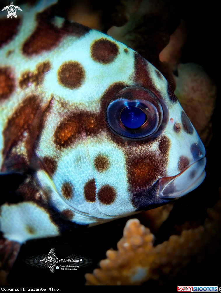 A Harlequin Fish