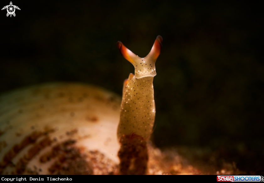 A NUDIBRANCH