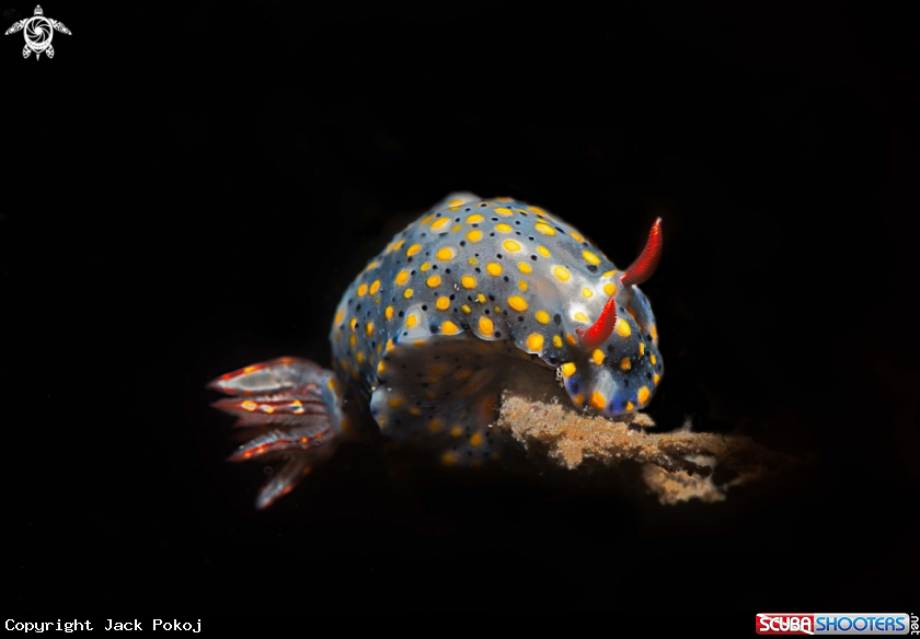 A Hypselodoris infucata