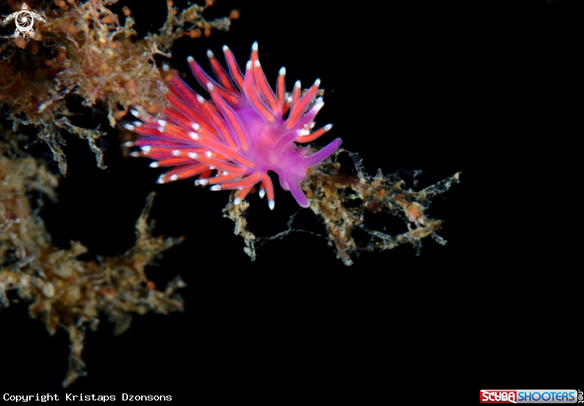A Edmundsella pedata nudibranch