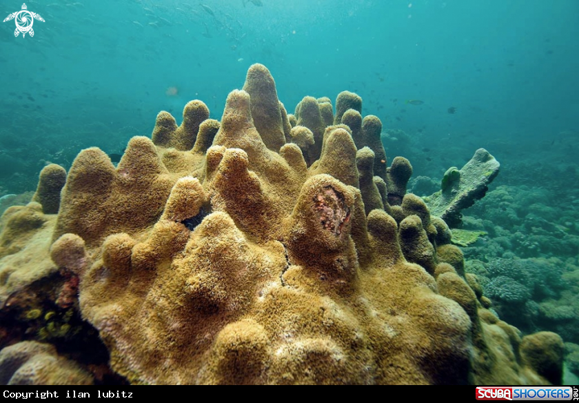 A stony coral