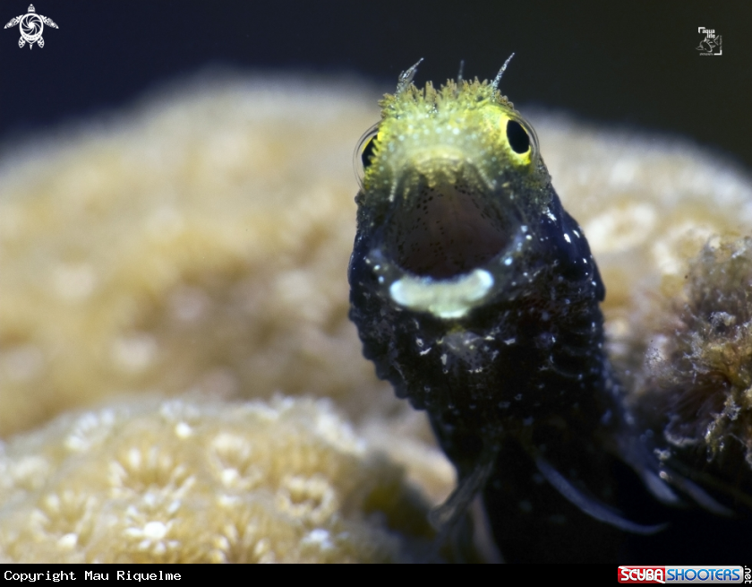 A Spinyhead Blenny
