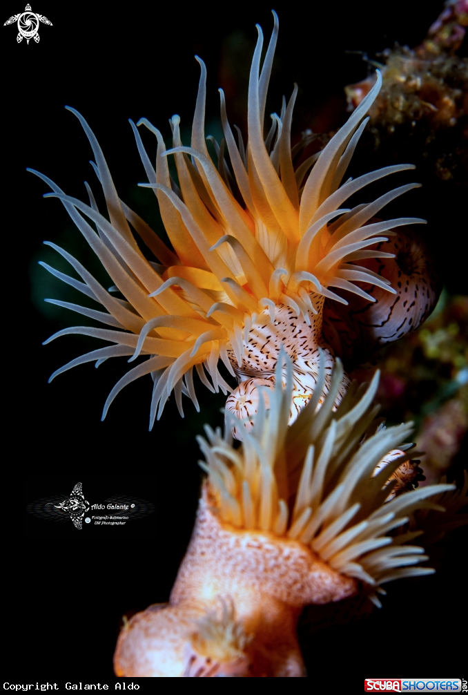 A Leopard Anemone