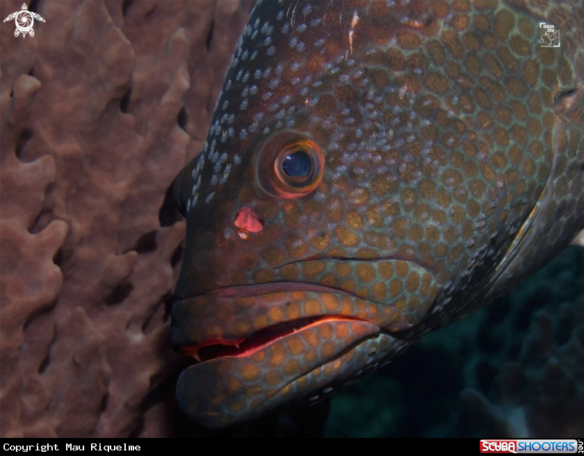 A Tiger Grouper
