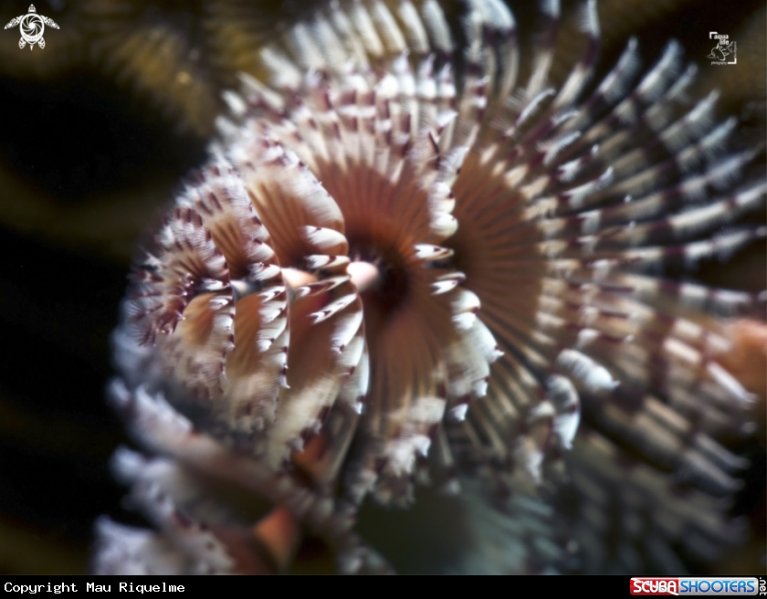 A Christmas Tree Worm