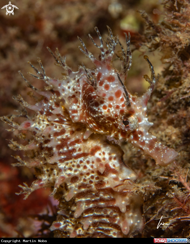 A Seahorse