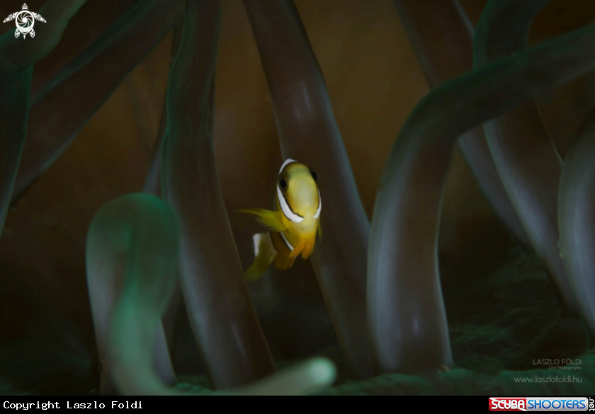 A Clownfish 