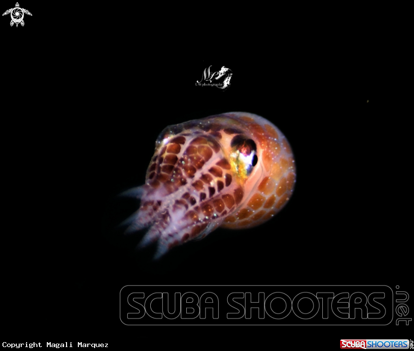 A Juvenile Squid 