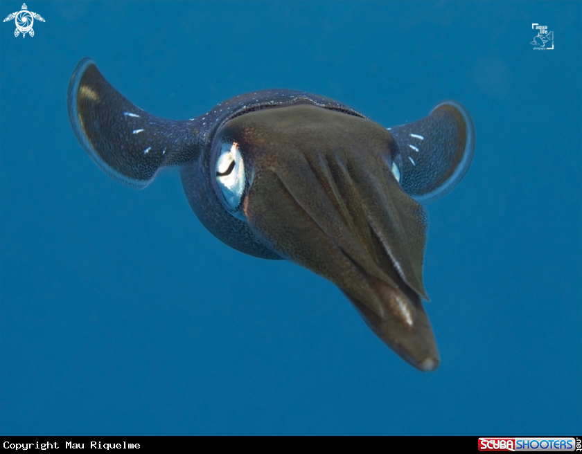 A Caribbean Reef Squid