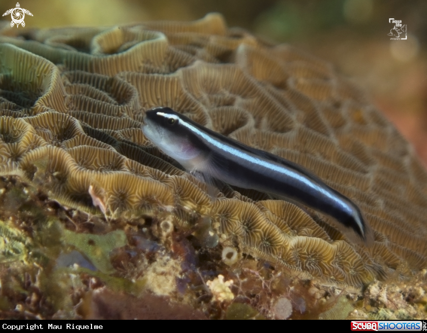 A Caribbean Neon Goby