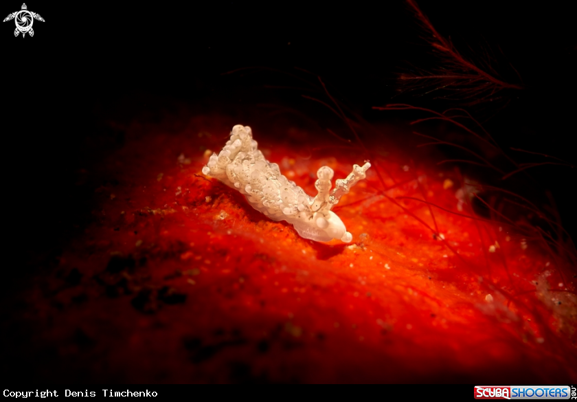 A NUDIBRANCH