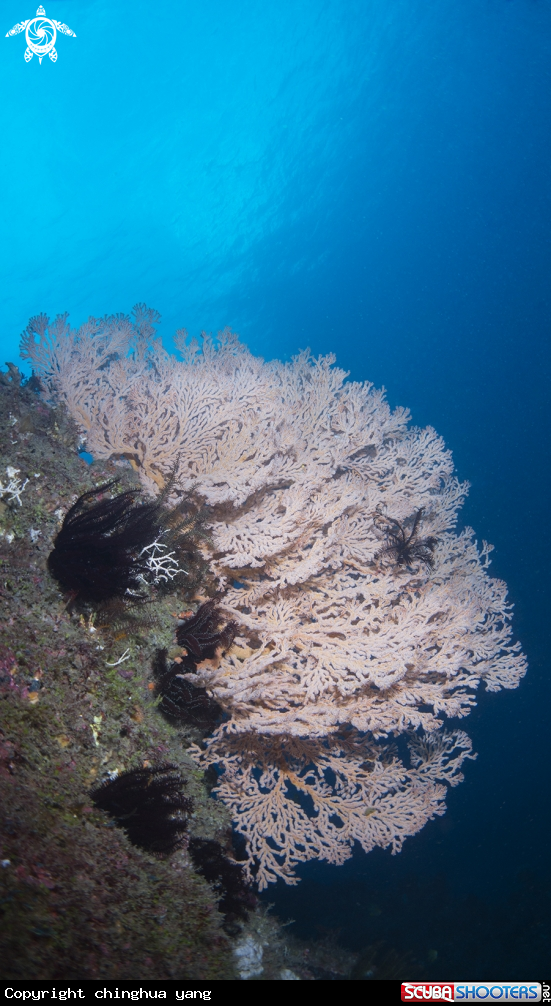A sea fan